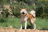 AKITA INU 389